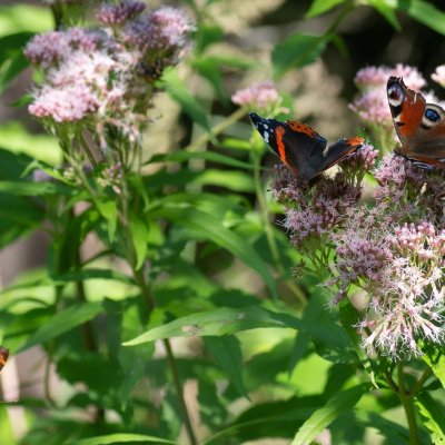 babočky, SK, Štôla