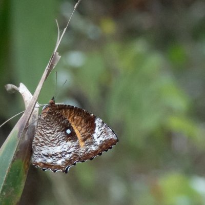  Elymnias hypermnestra (-), TH, Khao Sok
