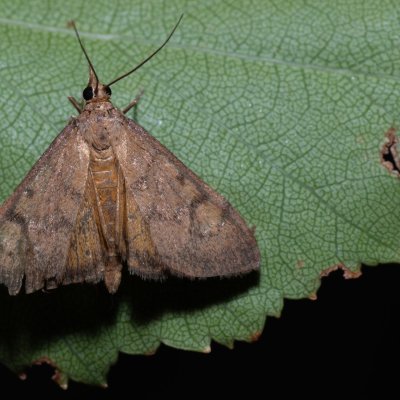 , Hády - Ruženin lom