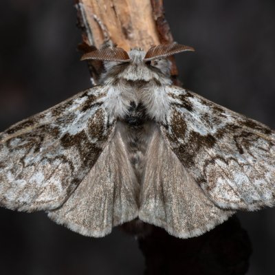 Calliteara abietis (štětconoš smrkový), NPR Radostínské rašeliniště