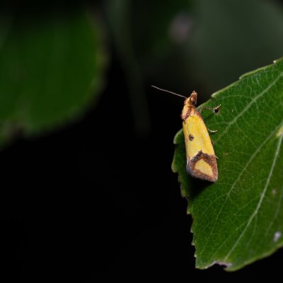 Agapeta zoegana (obalečík kroužkovaný), Bratčice