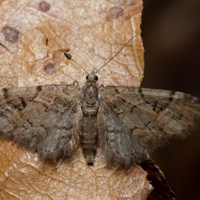 Eupithecia lanceata (píďalička smrčinová), Kývalka