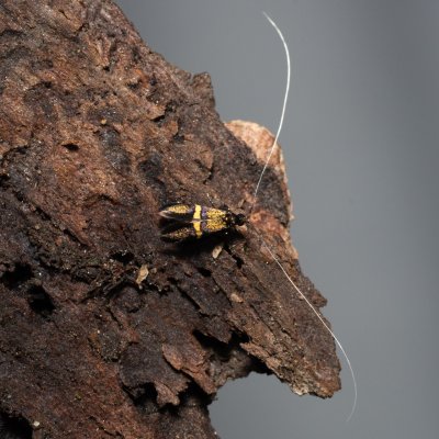 Nemophora associatella (-), Devět křížů