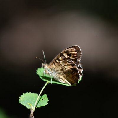 Pararge aegeria (okáč pýrový), Podkomorské lesy