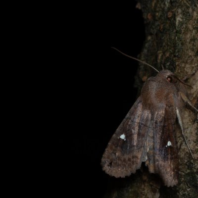 Eupsilia transversa (zimovnice dravá), Žebětín