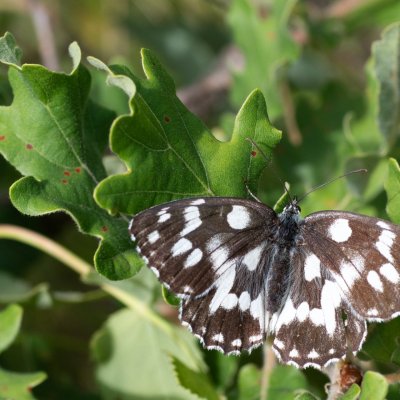 Melanargia galathea (okáč bojínkový), HR, Slunjčica