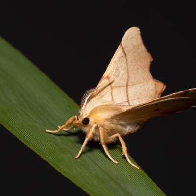 Ennomos erosaria (zejkovec lipový), NPR Slanisko u Nesytu