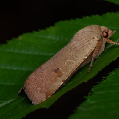Noctua comes (osenice prvosenková), Žebětín