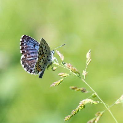 Scolitantides orion (modrásek rozchodníkový), zřícenina hradu Sion, Chlístovice