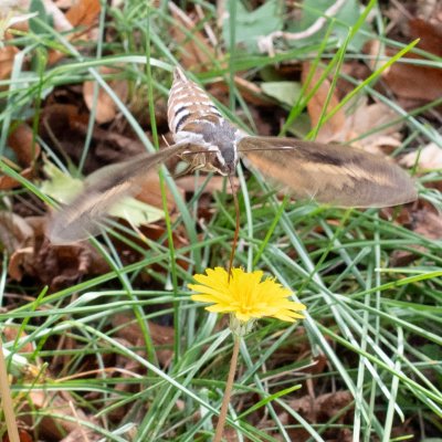 Hyles livornica (lišaj vinný), HR, Jablanac