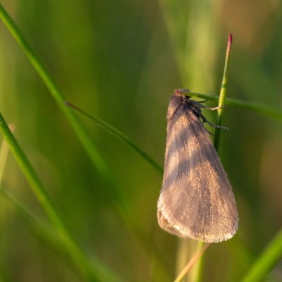 Psychidae sp., Havranické vřesoviště