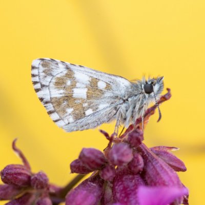 Pyrgus serratulae (soumračník mochnový), NPR Mohelenská hadcová step