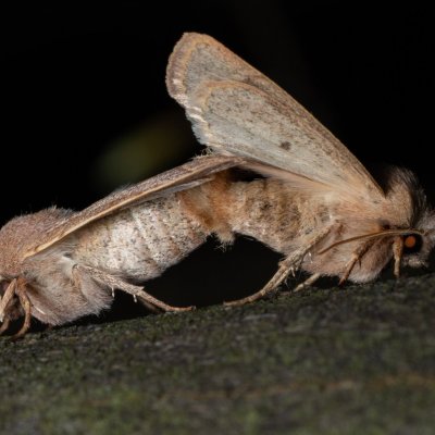Orthosia cerasi (jarnice lipová), Žebětín