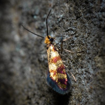 Micropterix tunbergella (chrostíkovník lískový), Žebětín