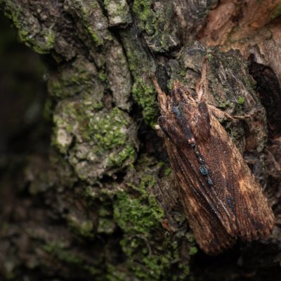 Lithophane semibrunnea (dřevobarvec hnědý), PP Kamenice u Hlohovce