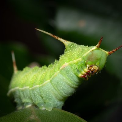 Aglia tau (martináč bukový), Žebětín