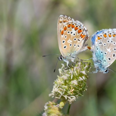 Polyommatus bellargus (modrásek jetelový), HR, Cesarica