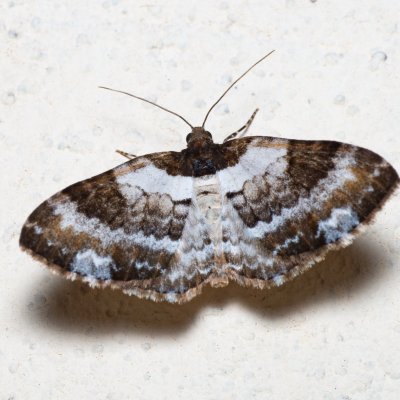 Melanthia procellata (píďalka doubravní), SK, Súľov-Hradná