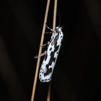 Ethmia pusiella (skvrnuška pomněnková), PR U Brněnky