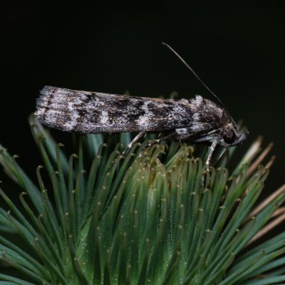 Dioryctria abietella (zavíječ smrkový), Helenčina studánka