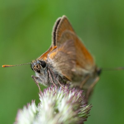 Thymelicus sylvestris (soumračník metlicový), SK, Štôla