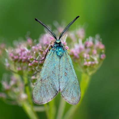 Adscita sp., IT, Cinque Torri, Jižní Tyrolsko