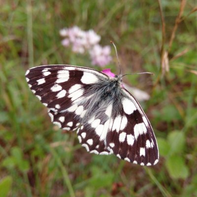 Melanargia galathea (okáč bojínkový), Dukovany
