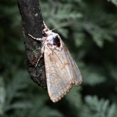 Dicycla oo (blýskavka dvouoká), NPP Pouzdřanská step - Kolby