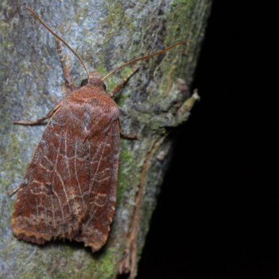 Conistra vaccinii (zimovnice brusnicová), Žebětín