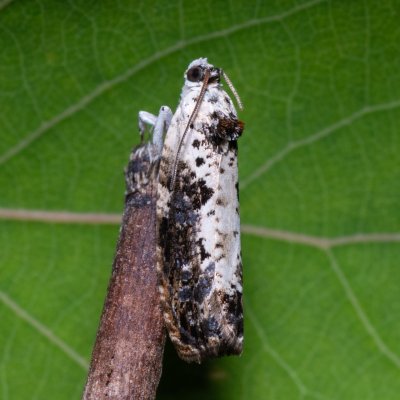 Hedya salicella (obaleč vrbový), Hády