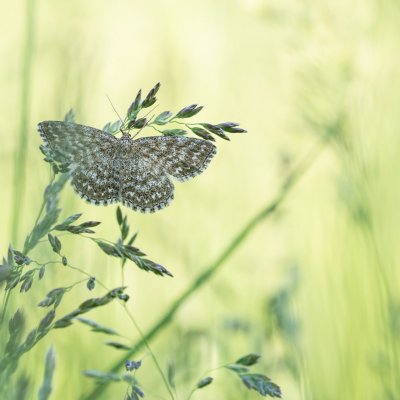 Scopula immorata (vlnopásník kostkovaný), PR Kamenný vrch