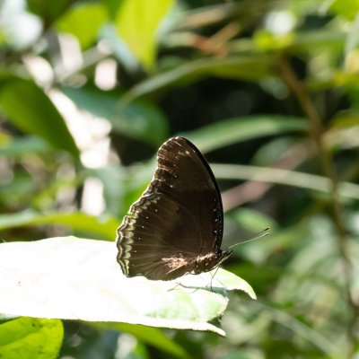 Hypolimnas bolina (-), TH, Sri Phang Nga