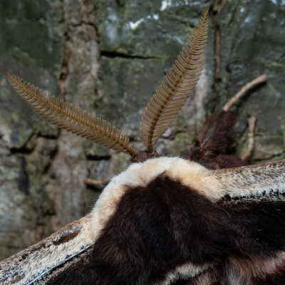 Saturnia pyri (martináč hrušňový), Augšperský potok