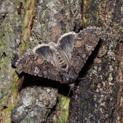 Mamestra brassicae (můra zelná), Kývalka