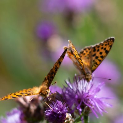 Issoria lathonia (perleťovec malý), Žebětín