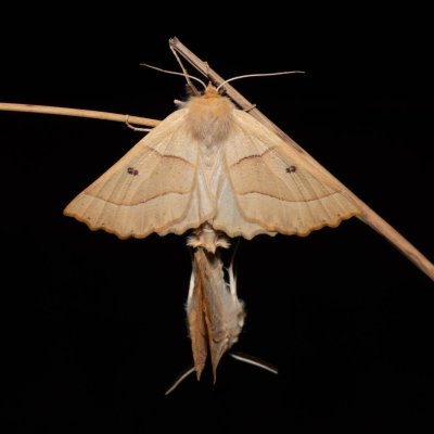 Crocallis elinguaria (zejkovec lesní), PP Na cvičišti