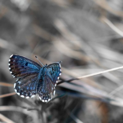 Scolitantides orion (modrásek rozchodníkový), Lysá hora u Ochozu