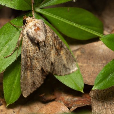 Apamea epomidion (šedavka rezavá), Žebětín