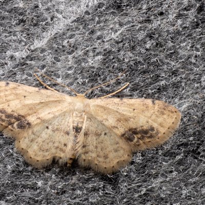 Idaea dimidiata (žlutokřídlec měsíčkový), Žebětín