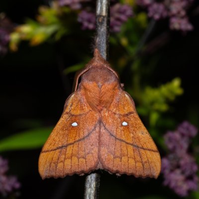 Odonestis pruni (bourovec švestkový), PP Na cvičišti