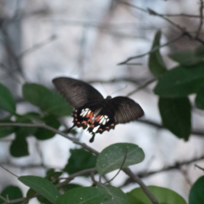 Papilio polytes (-), TH, Railay
