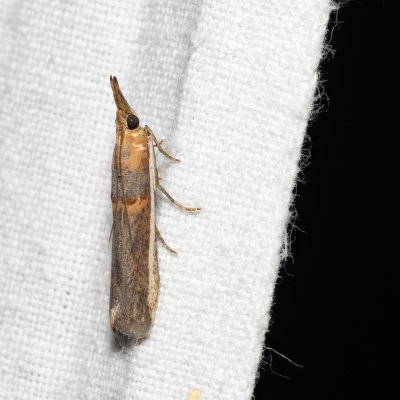 Etiella zinckenella (zavíječ sojový), Kývalka