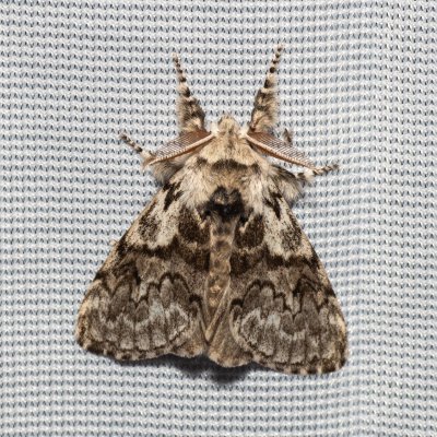 Calliteara abietis (štětconoš smrkový), NPR Radostínské rašeliniště