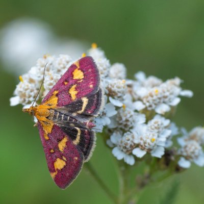 Pyrausta purpuralis (zavíječ purpurový), Žebětín