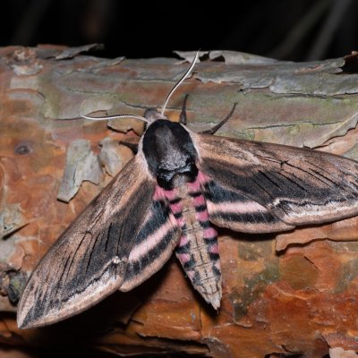 Sphinx ligustri (lišaj šeříkový), Hády - lesní lom