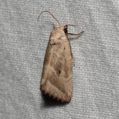 Phyllophila obliterata (světlopáska pelyňková), PP Skalky u Sedlece