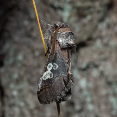 Diloba caeruleocephala (modrohlávek ovocný), Kamenný vrch