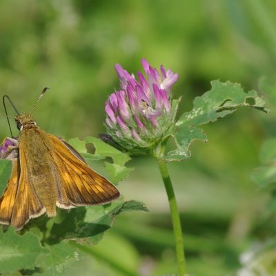 Ochlodes sylvanus (soumračník rezavý), NS Motýlí ráj