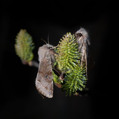 Orthosia incerta (jarnice březnová), Žebětín