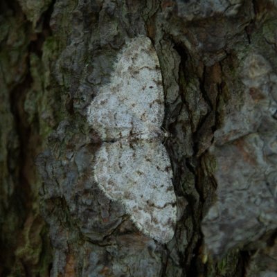 Aethalura punctulata (různorožec olšový), Přírodní park Rakovecké údolí